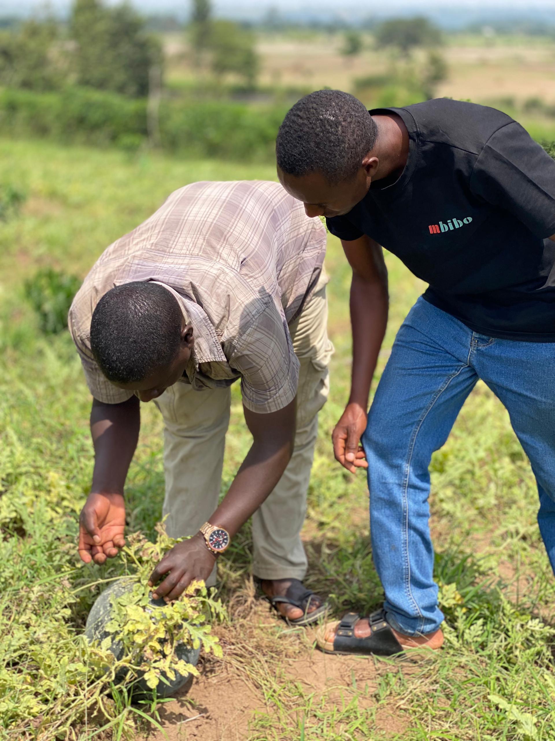 Mbibo community agent working with farmers